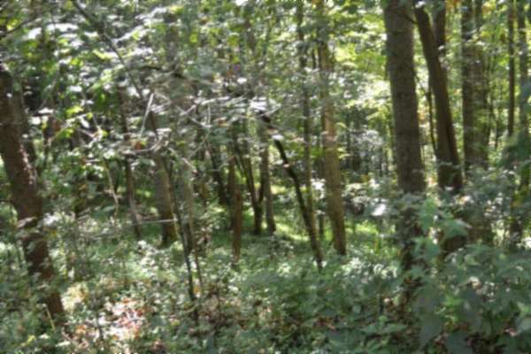 11 Acres of Recreational & Residential Land for Sale in Whitleyville, Tennessee
