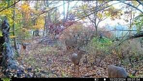 2.46 Acres of Land for Sale in Hesperia, Michigan