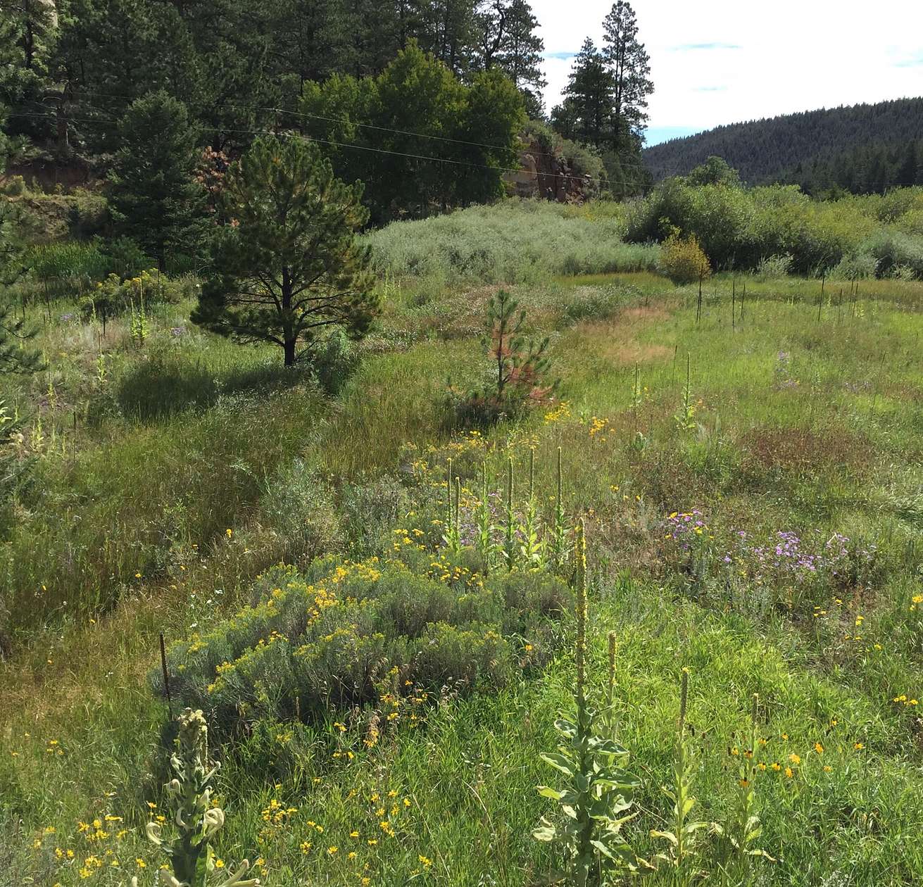 35 Acres of Land for Sale in Weston, Colorado