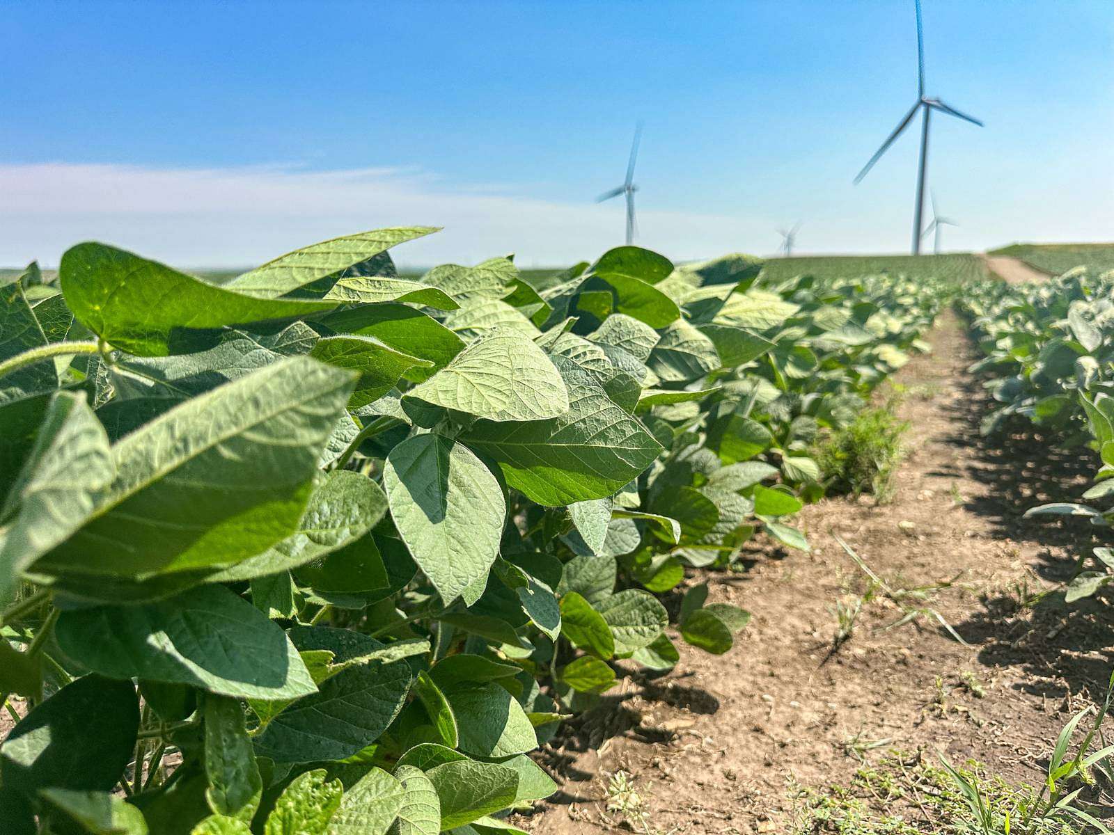 161 Acres of Agricultural Land for Auction in Wishek, North Dakota