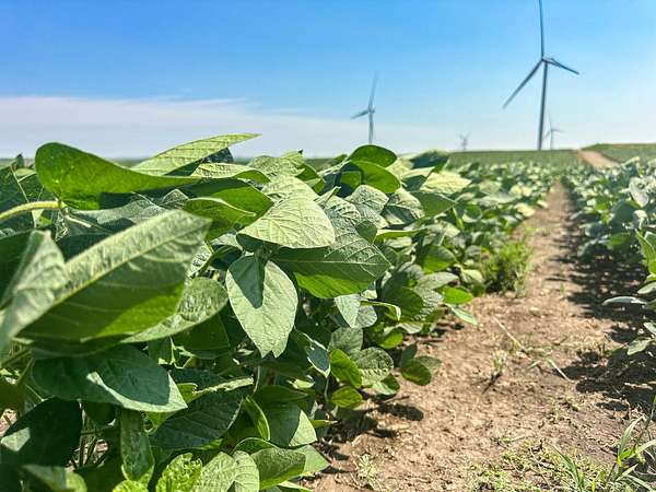 161 Acres of Agricultural Land for Auction in Wishek, North Dakota