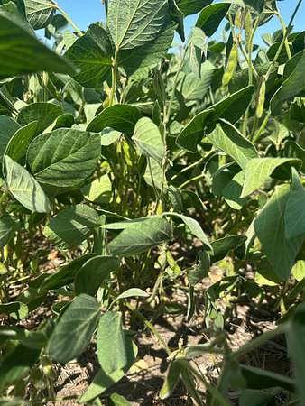 1,674 Acres of Agricultural Land for Auction in Hazelton, North Dakota