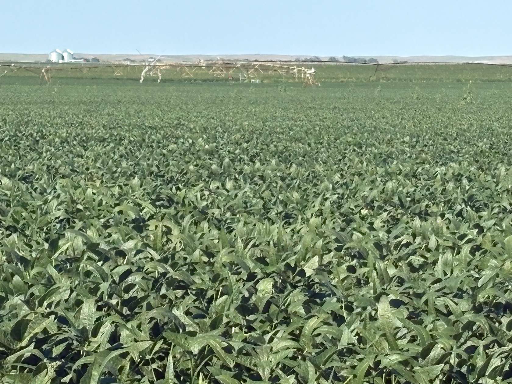 239 Acres of Agricultural & Residential Land for Sale in Cozad, Nebraska