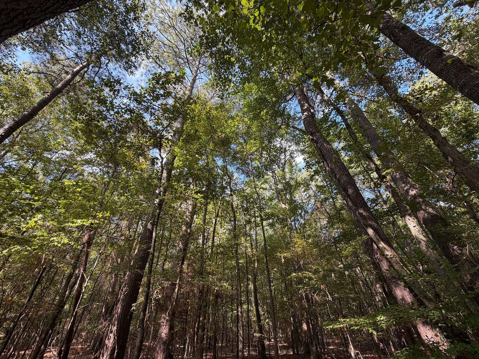 40 Acres of Recreational Land for Sale in Bernice, Louisiana