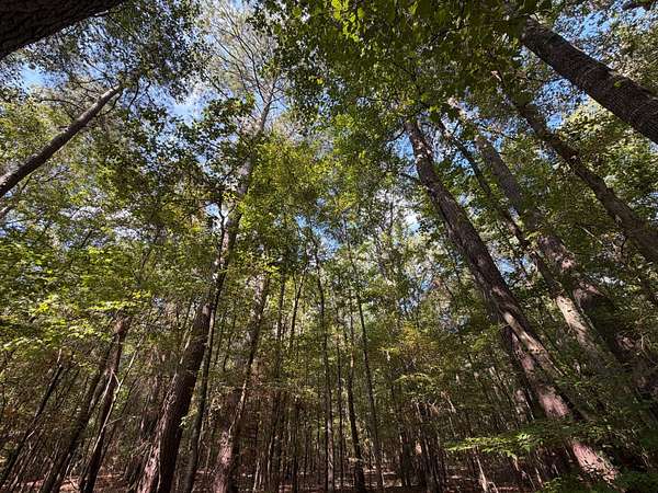 40 Acres of Recreational Land for Sale in Bernice, Louisiana