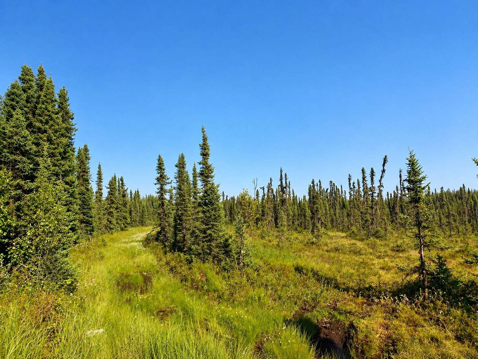 40 Acres of Recreational & Residential Land for Sale in Willow, Alaska