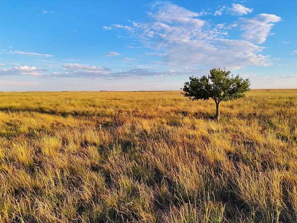 200 Acres of Recreational Land for Sale in Walsh, Colorado