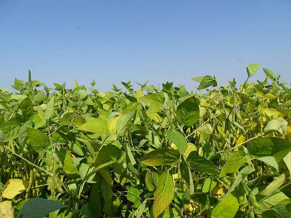 316 Acres of Agricultural Land for Auction in Shelly, Minnesota
