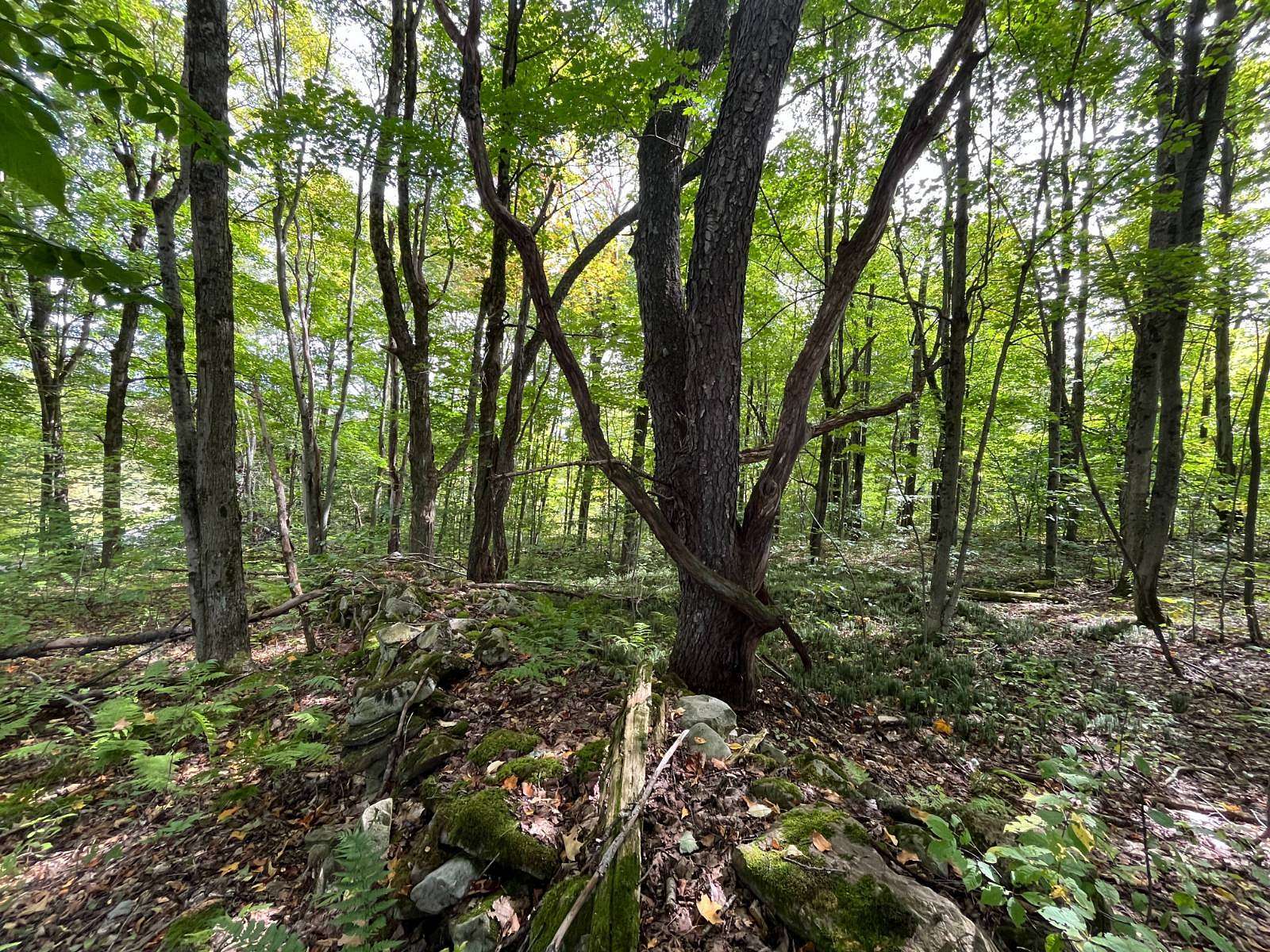 9.74 Acres of Land for Sale in Hopkinton, New York