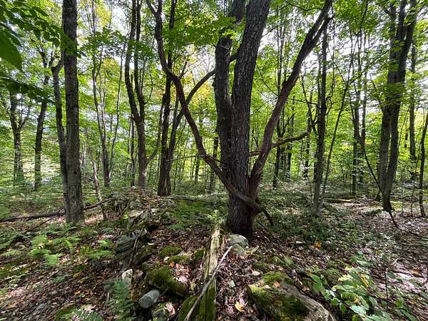 9.74 Acres of Land for Sale in Hopkinton, New York