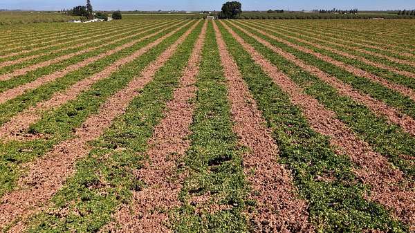 39.4 Acres of Land for Sale in Madera, California