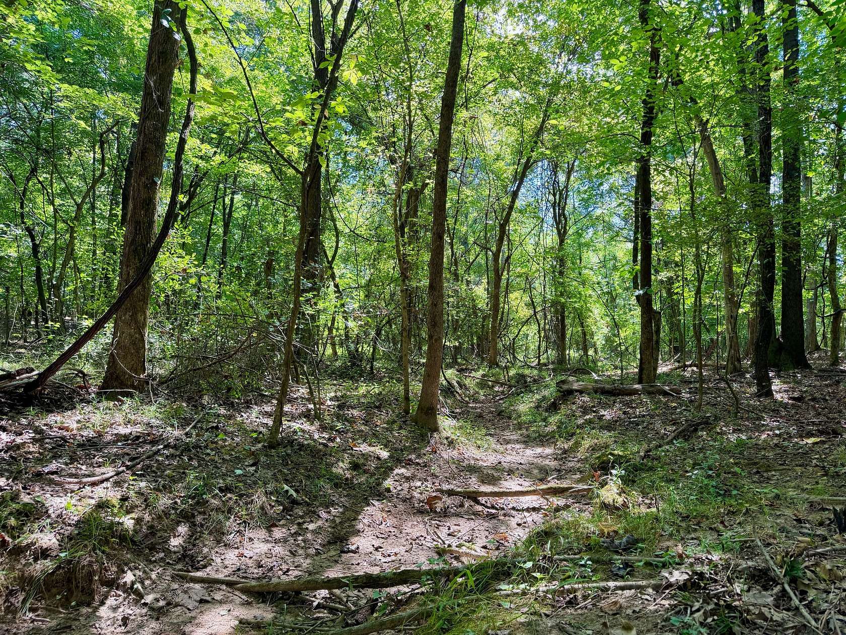 70 Acres of Land for Sale in Bloomfield, Missouri