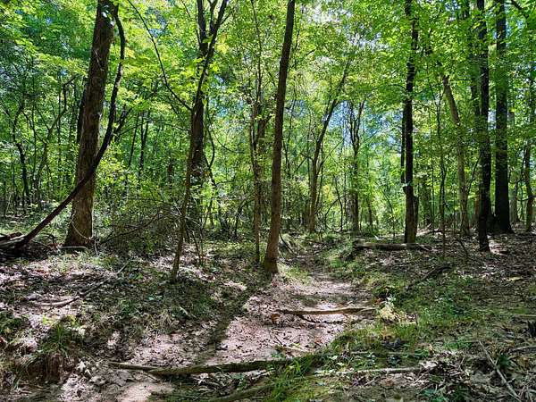 70 Acres of Land for Sale in Bloomfield, Missouri
