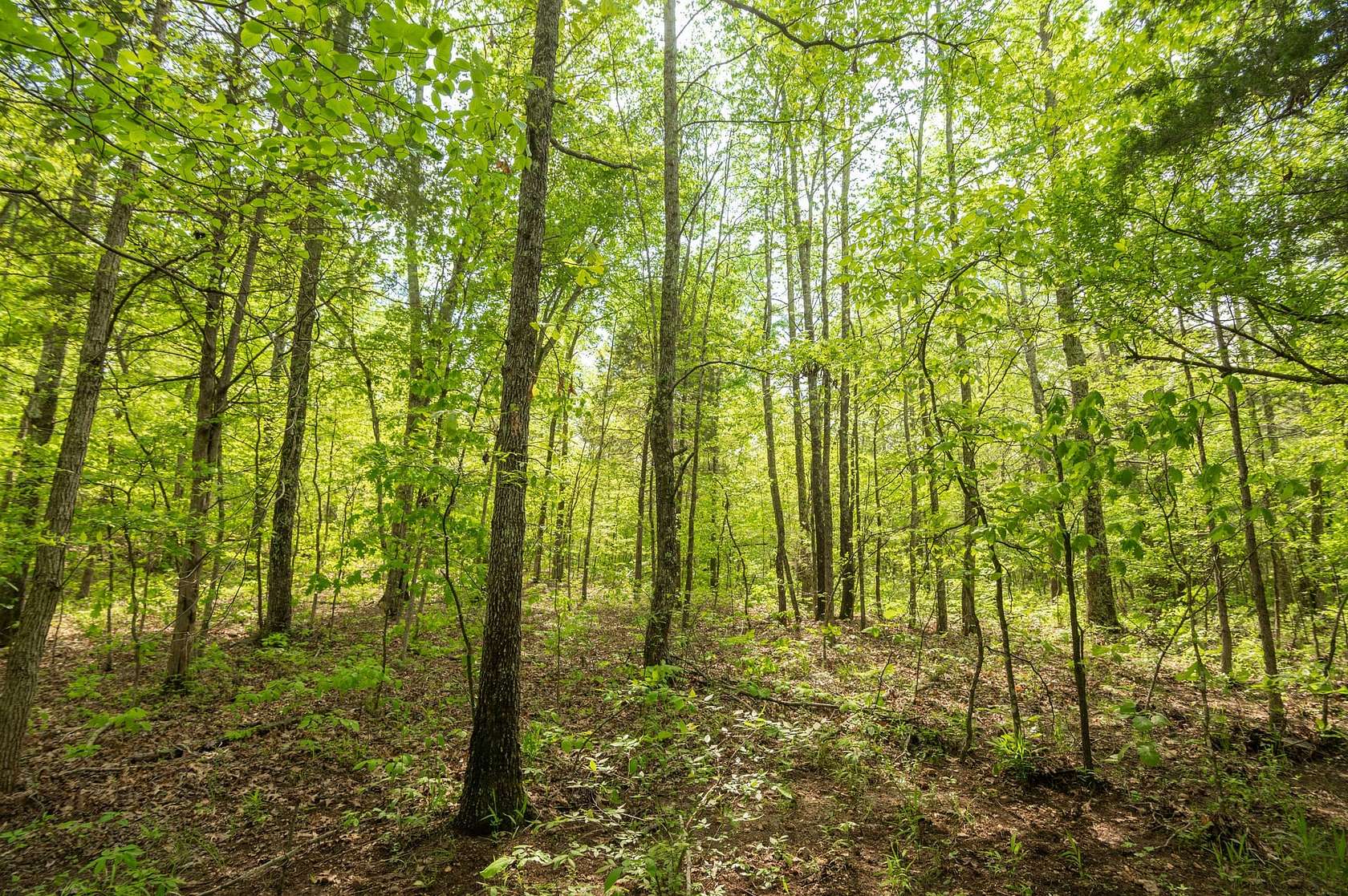 80 Acres of Land with Home for Sale in Zalma, Missouri