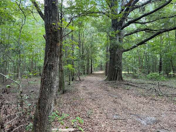 40 Acres of Recreational Land for Sale in Fitzpatrick, Alabama