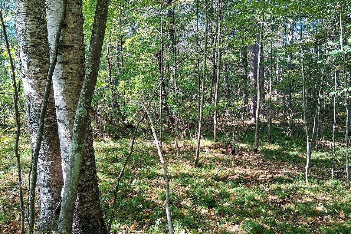 1.5 Acres of Land for Sale in Lake Tomahawk, Wisconsin