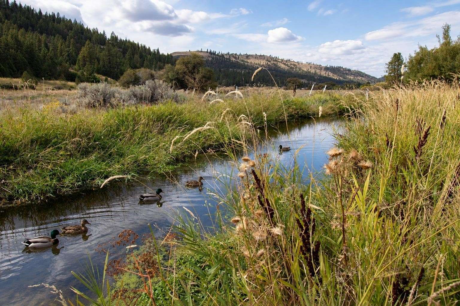 53 Acres of Recreational & Residential Land for Sale in Davenport, Washington