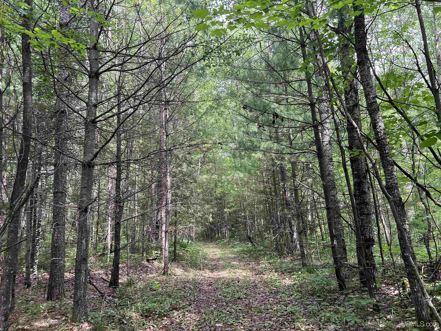 78.3 Acres of Recreational & Residential Land for Sale in Felch, Michigan