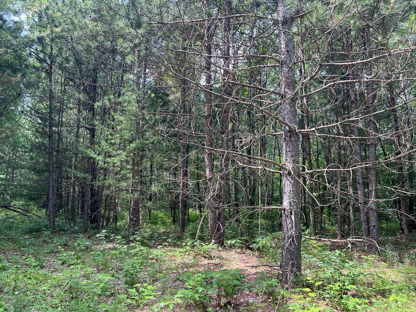 78.3 Acres of Recreational Land for Sale in Felch Township, Michigan