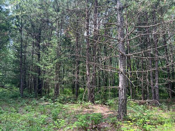 78.3 Acres of Recreational Land for Sale in Felch Township, Michigan