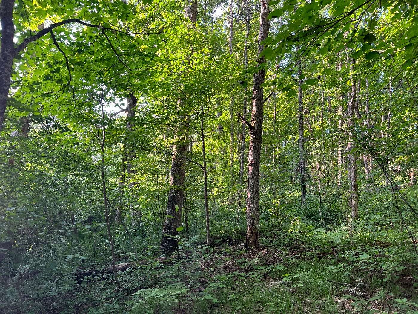 82.3 Acres of Land for Sale in Crystal Falls Township, Michigan