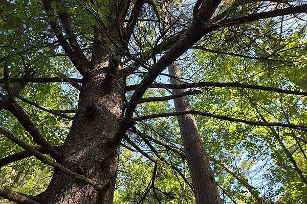 1.54 Acres of Residential Land for Sale in Lake Tomahawk, Wisconsin