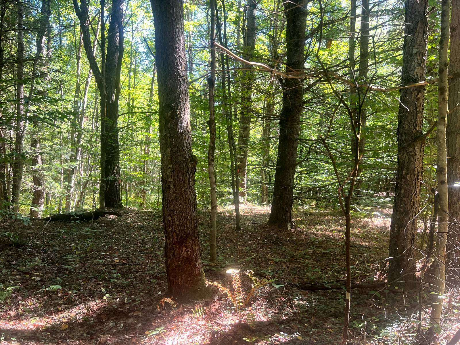 23.8 Acres of Recreational Land for Sale in Williamstown, New York