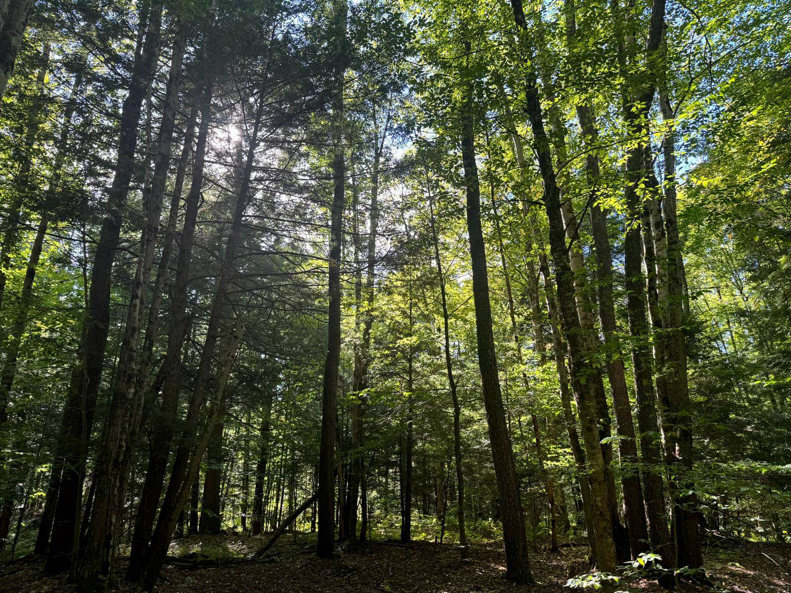 10 Acres of Recreational Land for Sale in Albion Town, New York