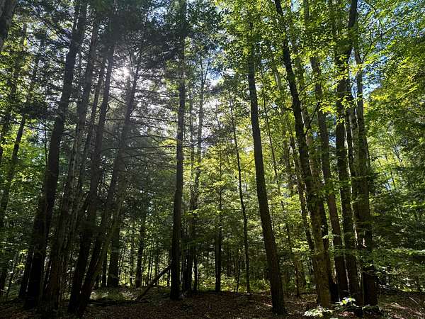 10 Acres of Recreational Land for Sale in Albion Town, New York