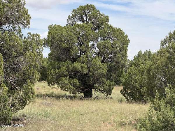 38 Acres of Recreational Land for Sale in Concho, Arizona