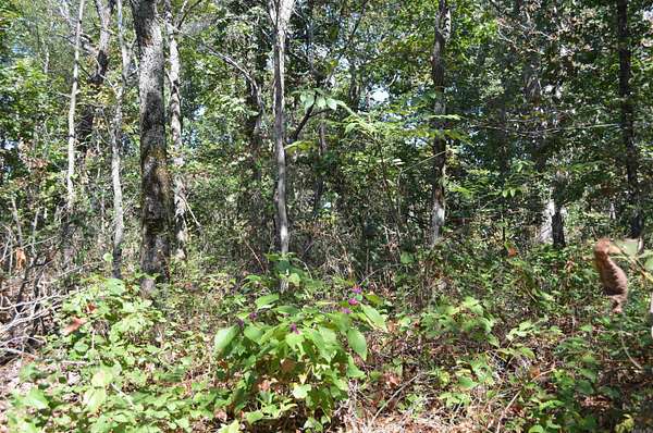 6.4 Acres of Residential Land for Sale in Mountain View, Arkansas