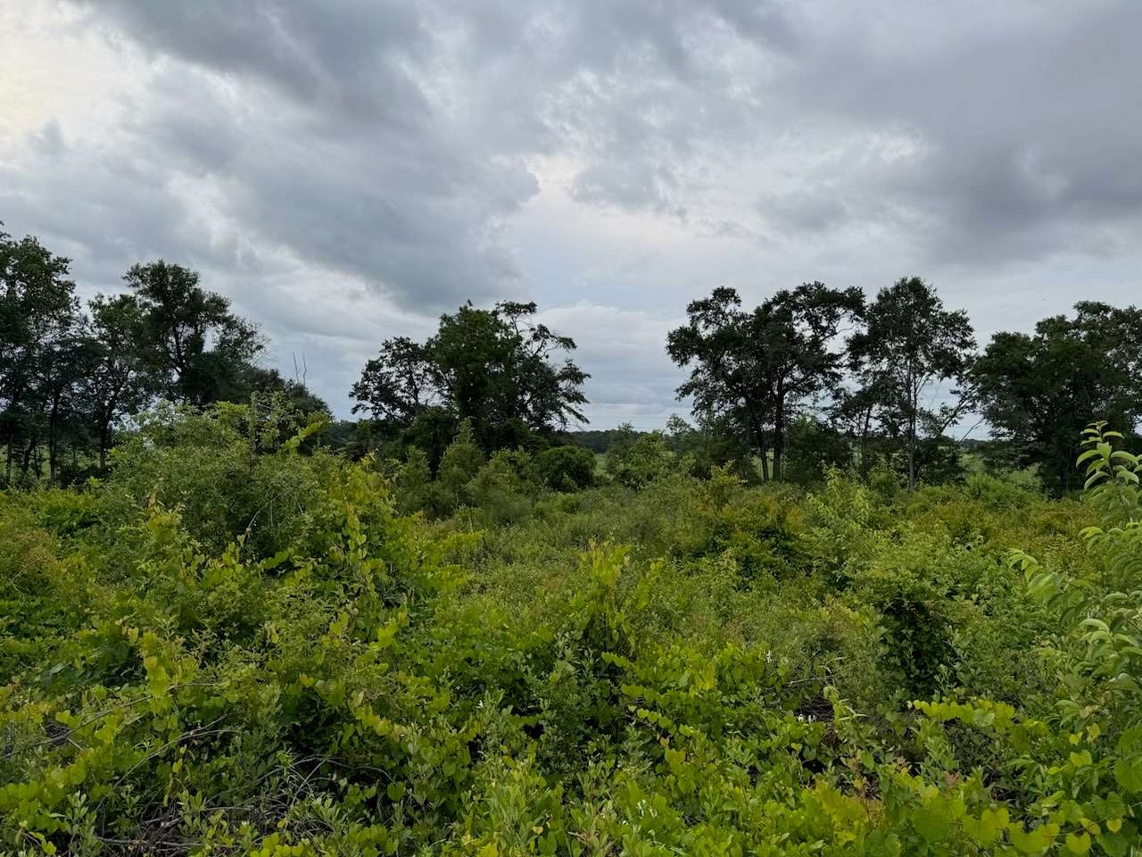 9 Acres of Land for Sale in Slocomb, Alabama