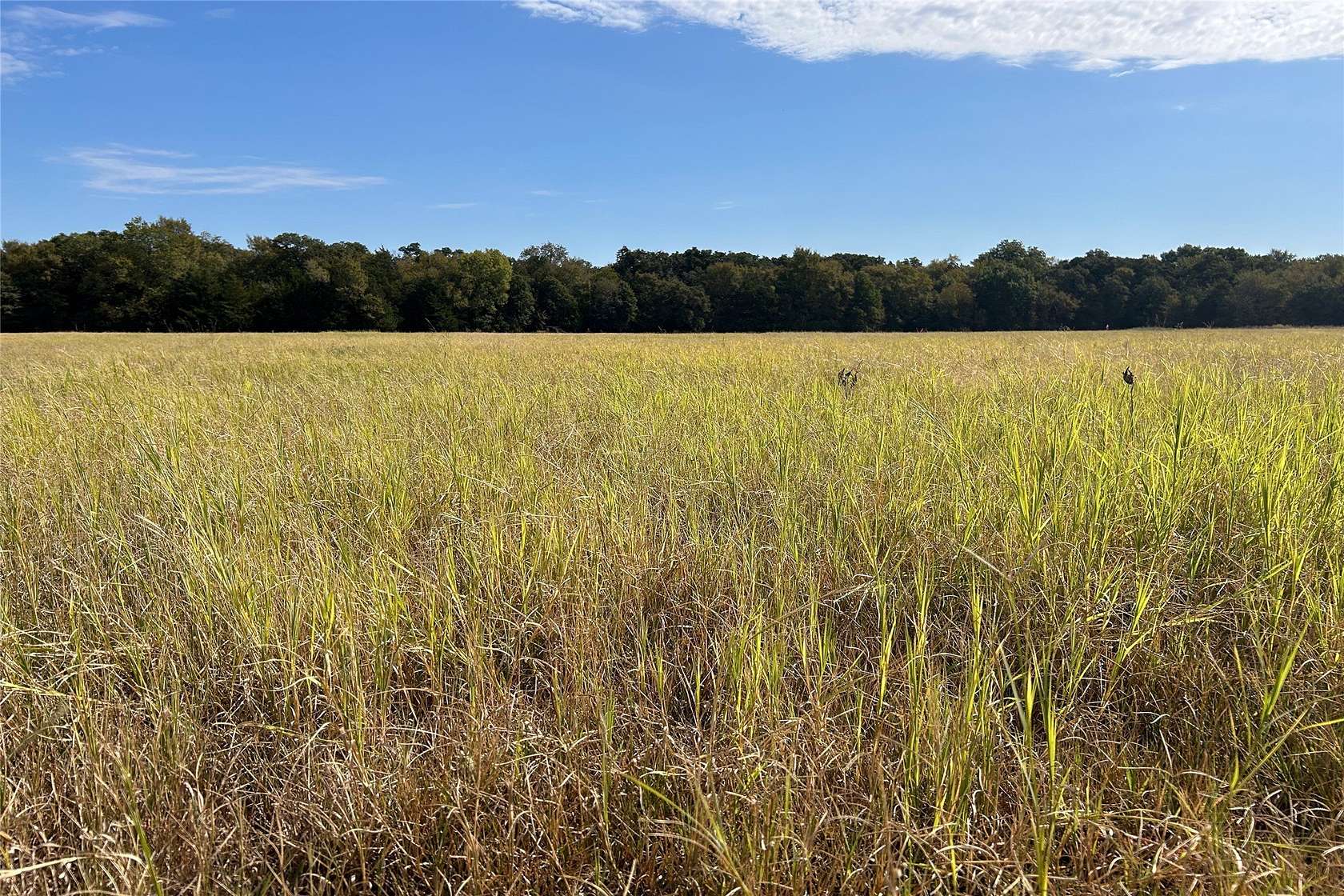 15 Acres of Recreational Land for Sale in Callisburg, Texas