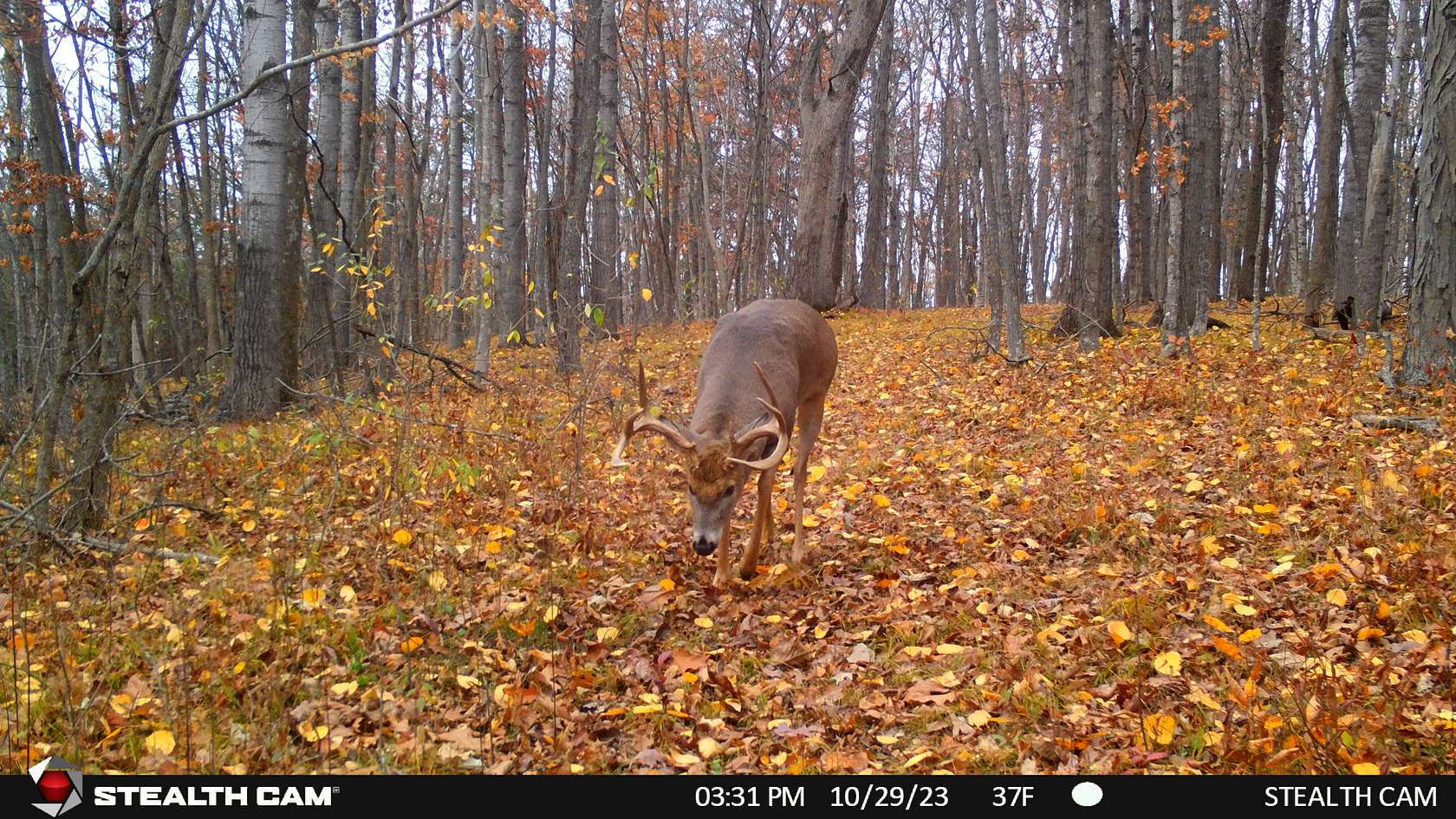 34.8 Acres of Land for Sale in Viola, Wisconsin
