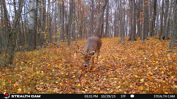 34.8 Acres of Land for Sale in Viola, Wisconsin