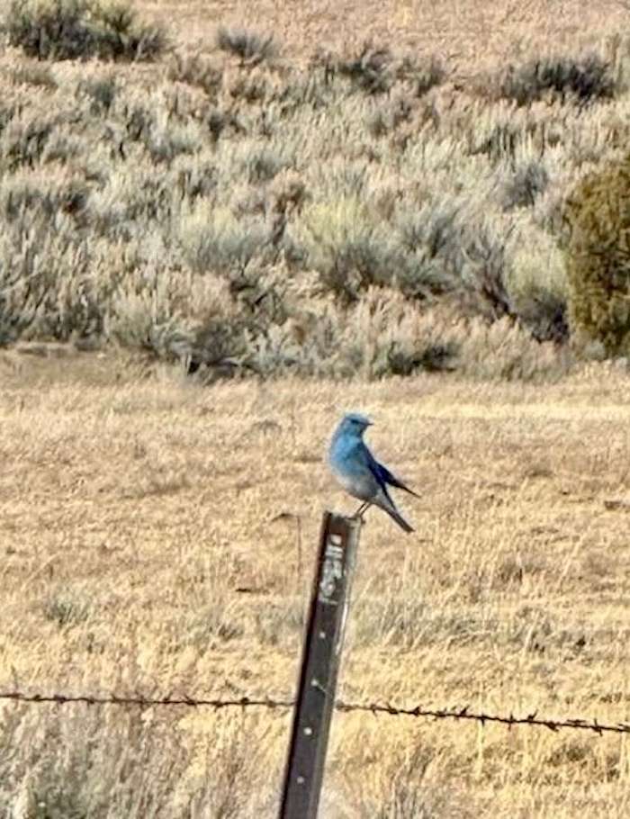 118 Acres of Land for Sale in Gallina, New Mexico