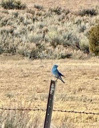 118 Acres of Land for Sale in Gallina, New Mexico