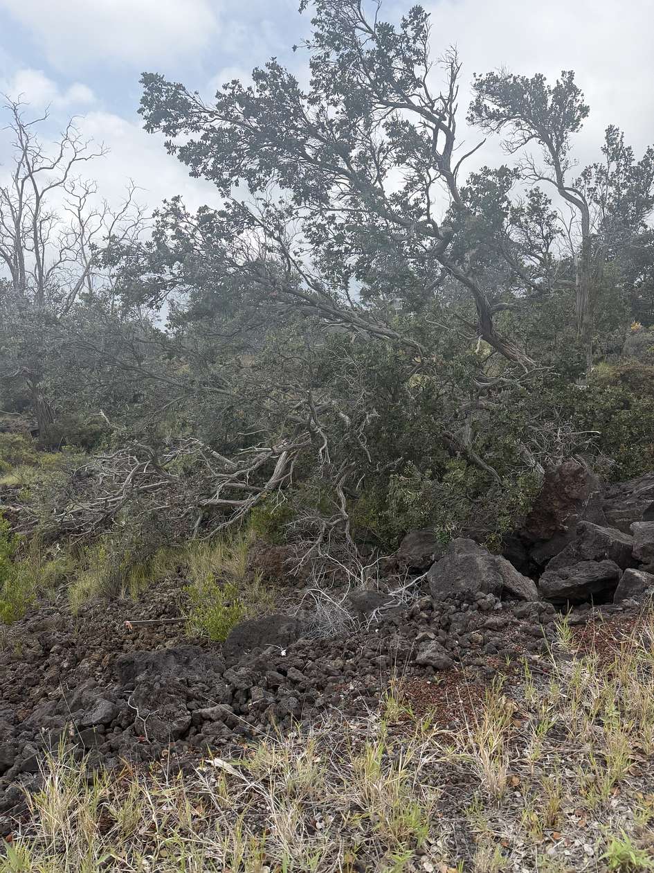 1 Acre of Land for Sale in Hawaiian Ocean View, Hawaii