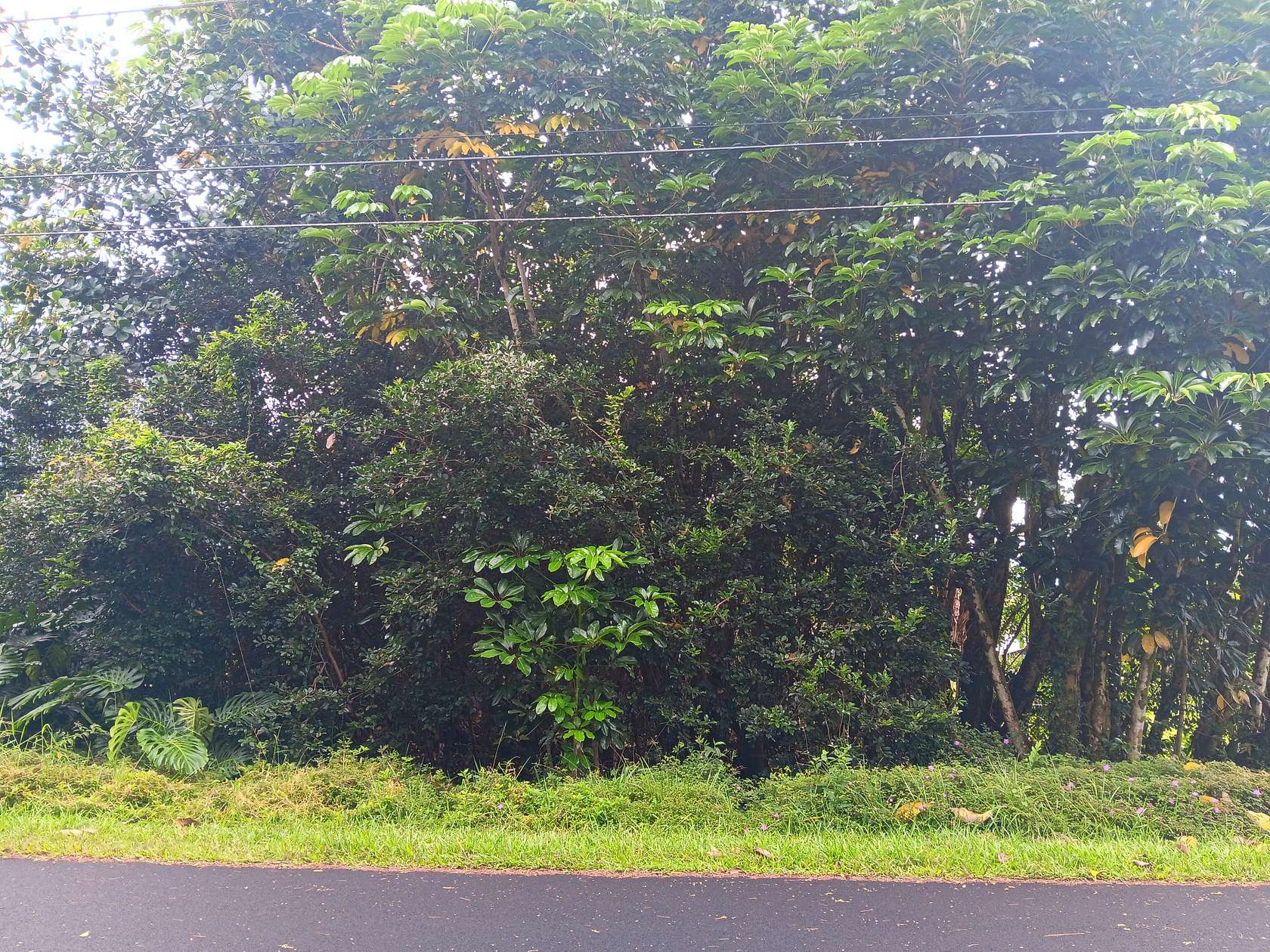 1 Acre of Residential Land for Sale in Pahoa, Hawaii