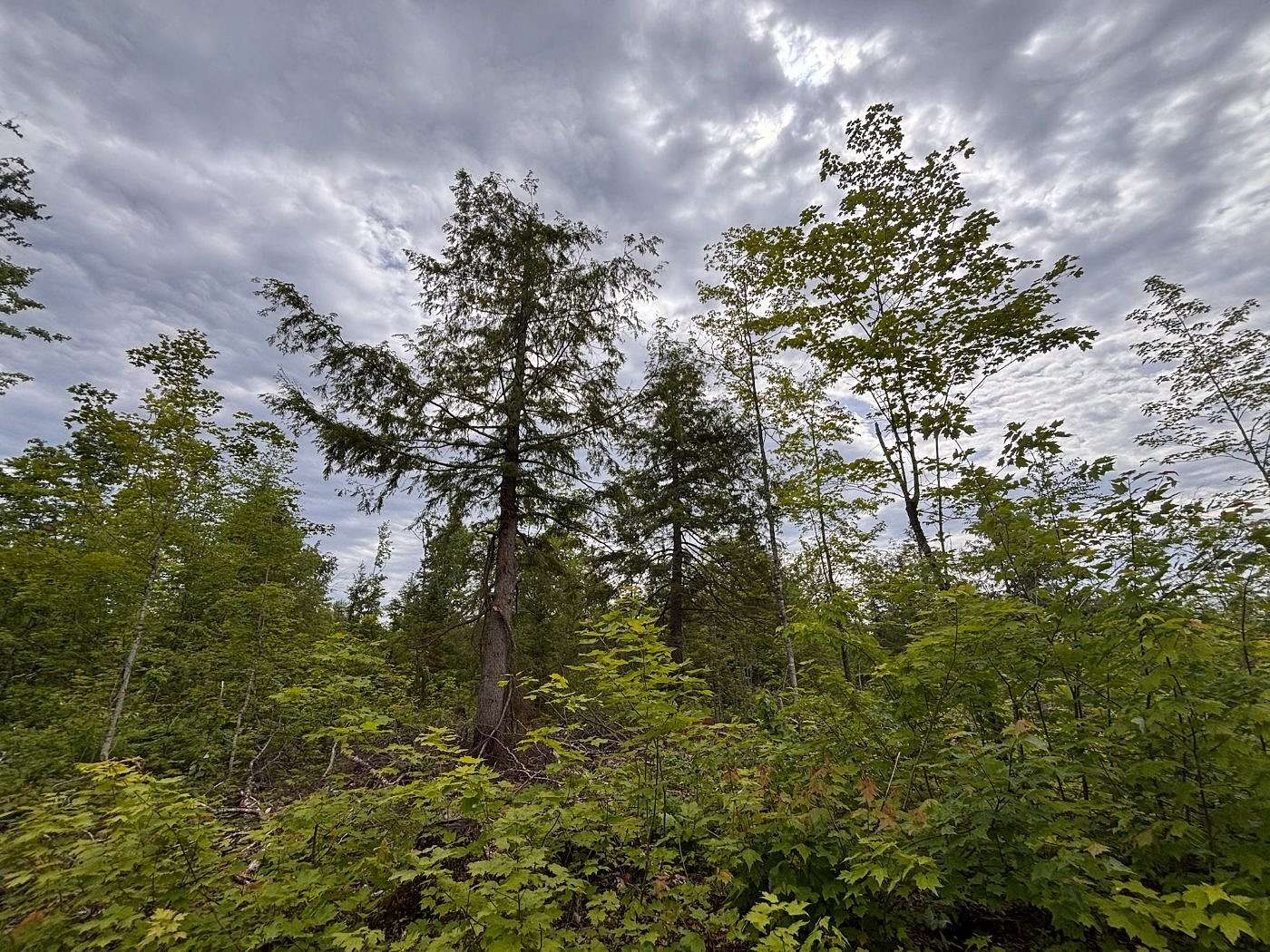 40 Acres of Recreational Land for Sale in Fine Lakes Township, Minnesota