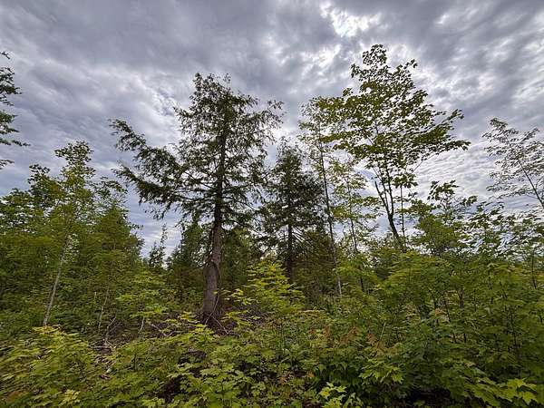 40 Acres of Recreational Land for Sale in Fine Lakes Township, Minnesota