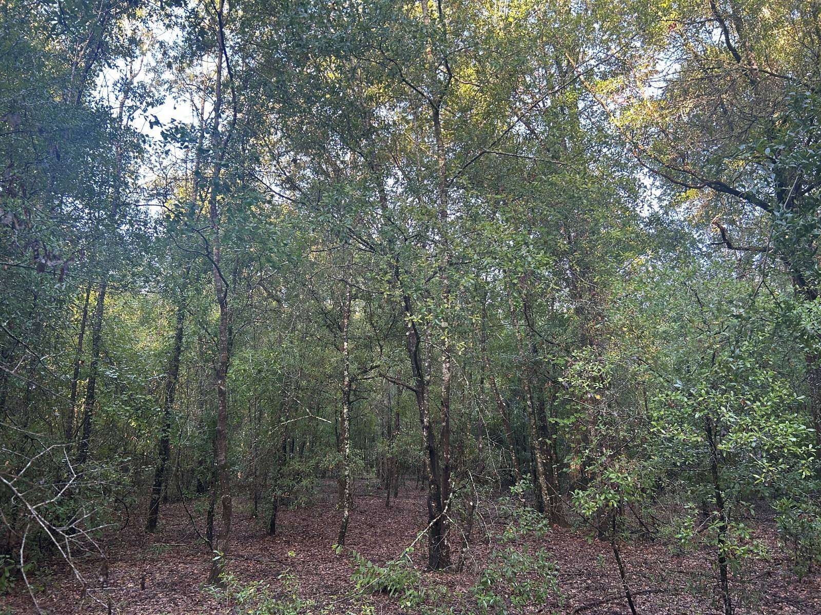 58.7 Acres of Land for Sale in Fort White, Florida