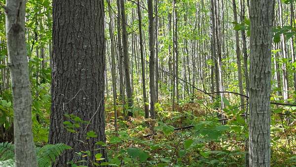 28.2 Acres of Recreational & Residential Land for Sale in Winter, Wisconsin