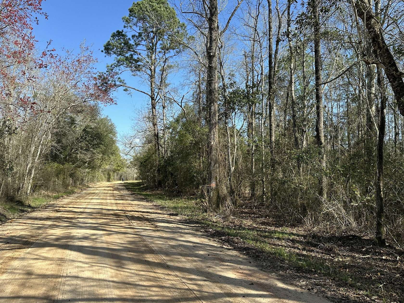 66.8 Acres of Recreational Land for Sale in Bonifay, Florida