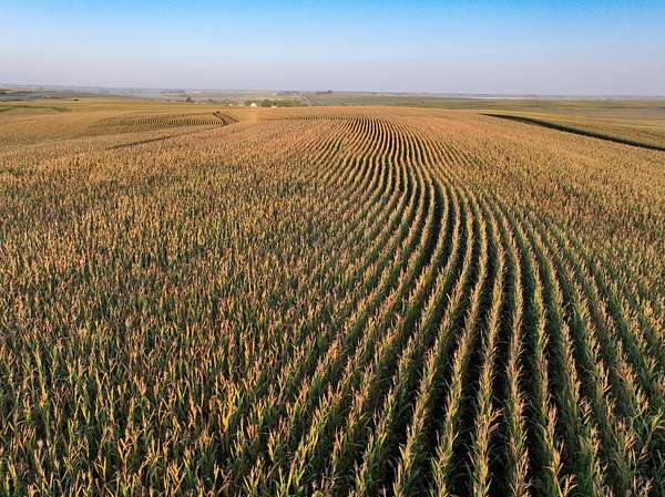 40.1 Acres of Land for Auction in Moville, Iowa