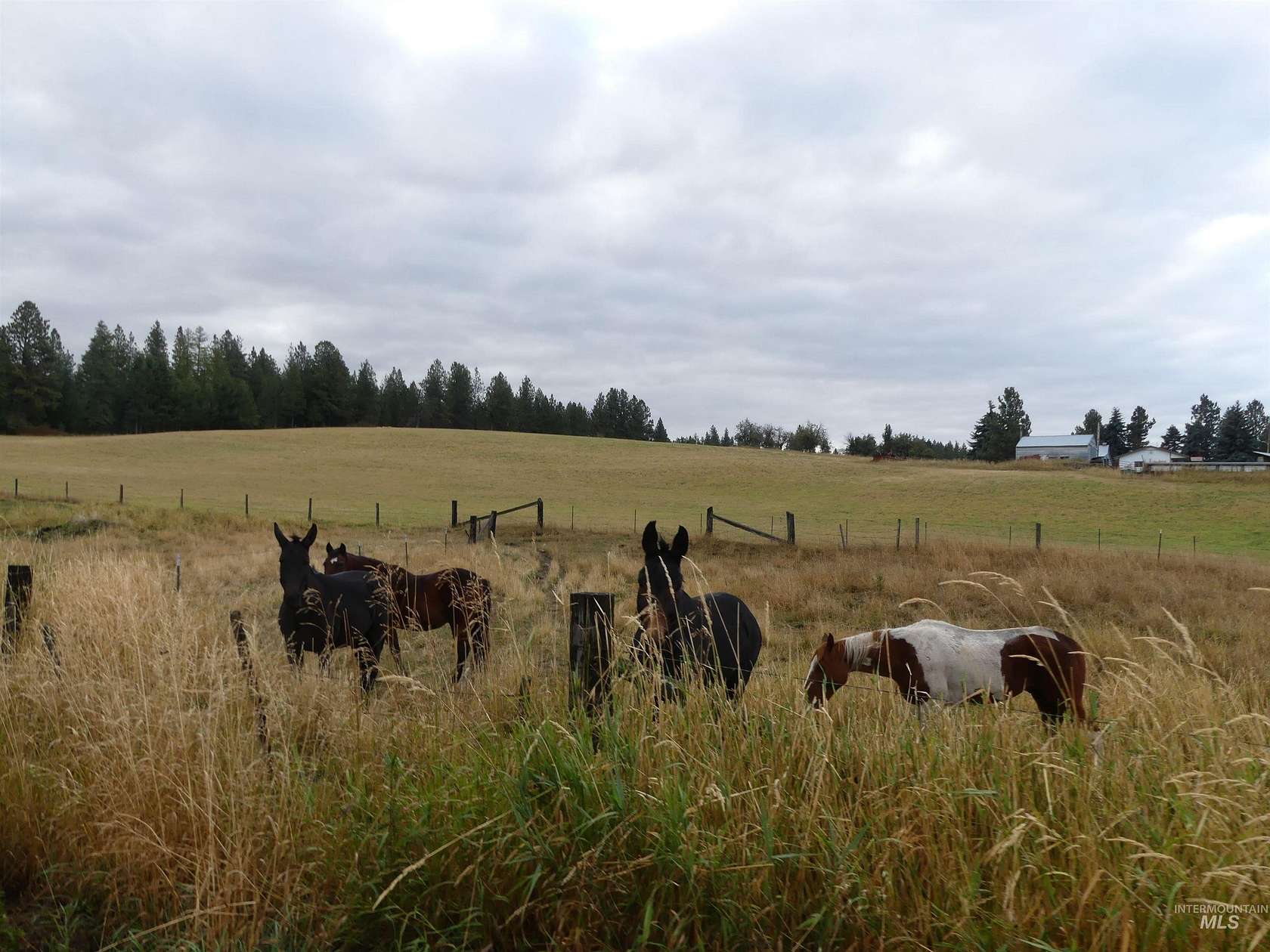 33.8 Acres of Agricultural & Residential Land for Sale in Cottonwood, Idaho