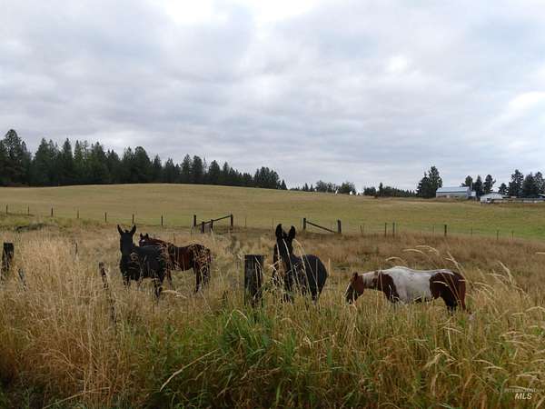 33.8 Acres of Agricultural & Residential Land for Sale in Cottonwood, Idaho