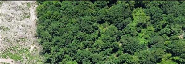 3.5 Acres of Land for Sale in Call, Texas