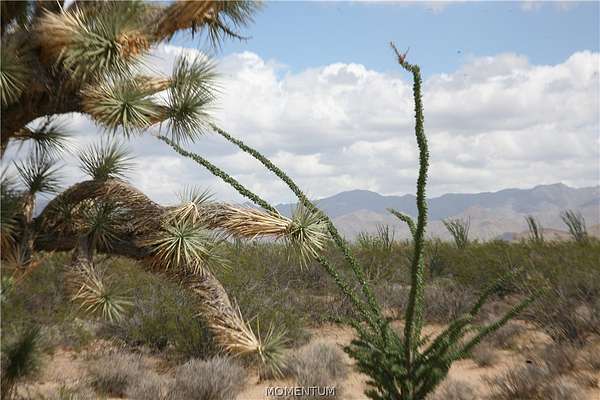 19.8 Acres of Land for Sale in Yucca, Arizona