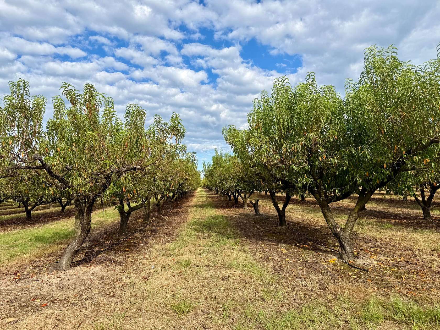 180 Acres of Land for Sale in Ideal, Georgia